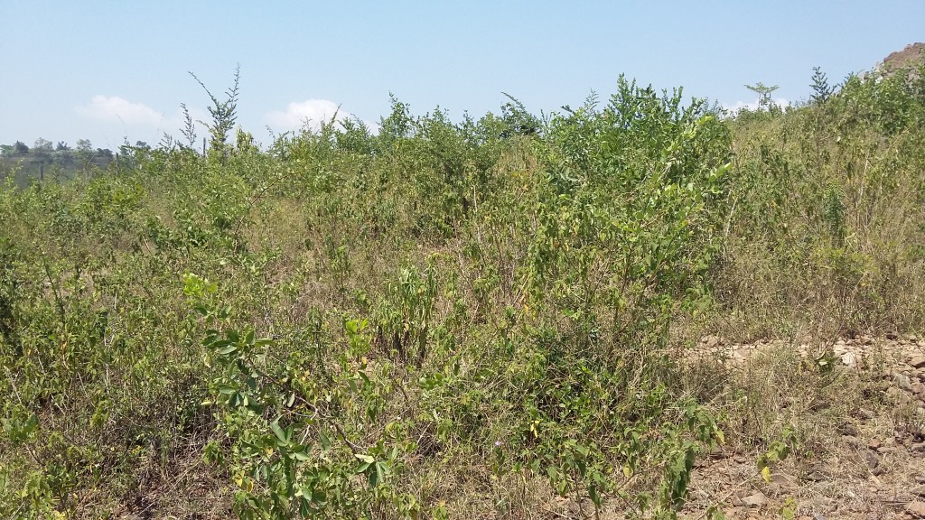 Land for sale in Kakamega; viable for farming and investment West