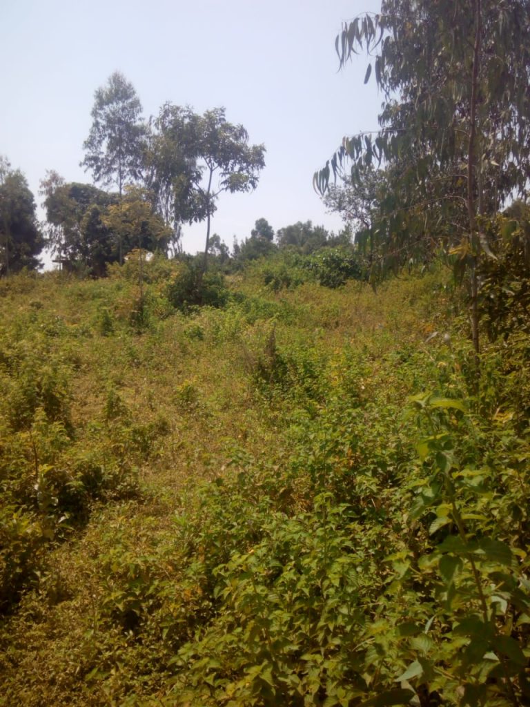 1/4 Acre land in Riat, Behind Royal Swiss Hotel Ksh2.4M West Kenya