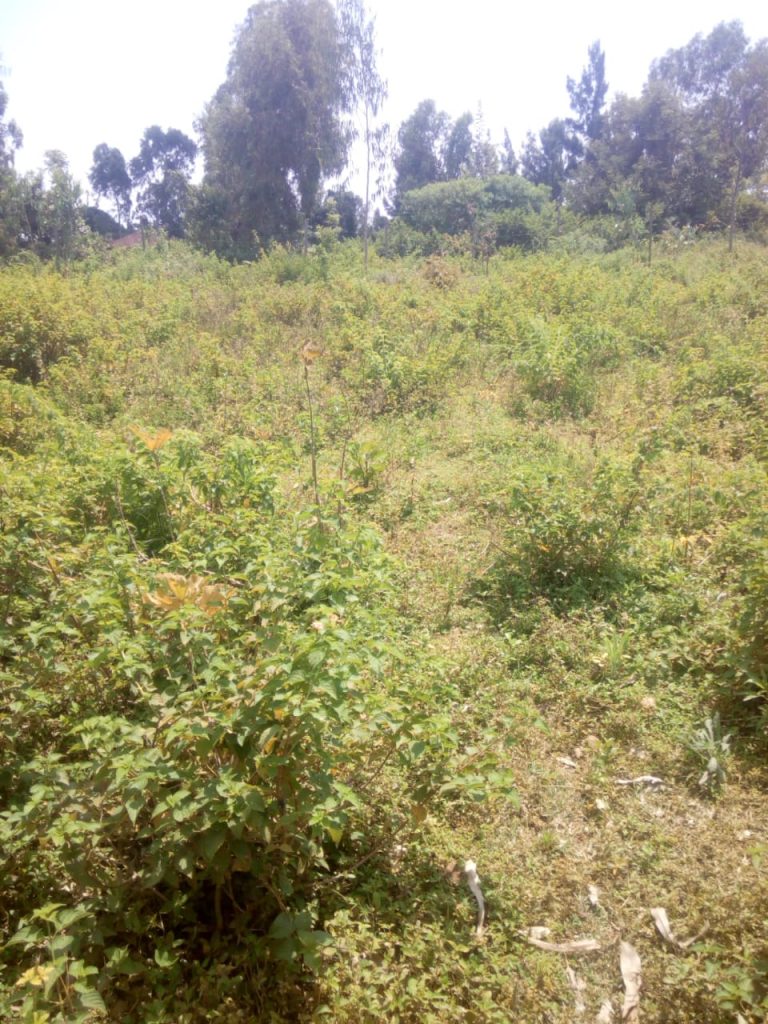 1/4 Acre land in Riat, Behind Royal Swiss Hotel Ksh2.4M West Kenya
